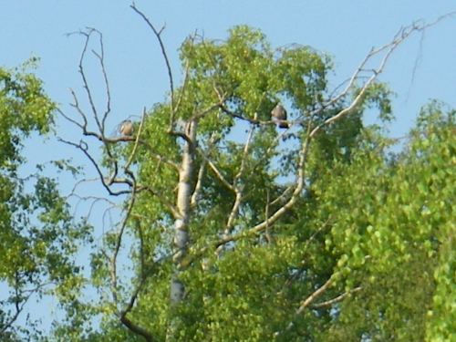 IMGP1110.JPG